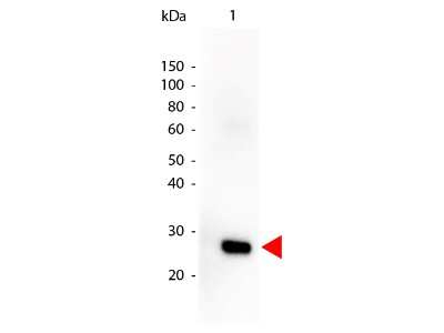 Western Blot: Goat anti-Human Lambda Light Chain Secondary Antibody [HRP] [NBP1-73715] - Lane 1: Human Lambda. Lane 2: None. Load: 50 ng per lane. Primary Antibody: None. Secondary antibody: Peroxidase goat secondary antibody at 1:1,000 for 60 min at RT. Block: incubated with blocking buffer for 30 min at RT. Predicted/Observed size: 28 kDa for Human Lambda. Other band(s): none.